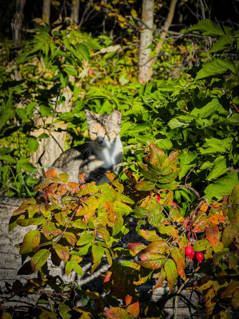 Leaves and bushes with rosehips and a cat peeking out from behind