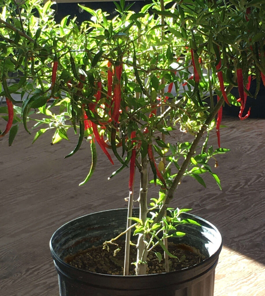 A chili pepper tree